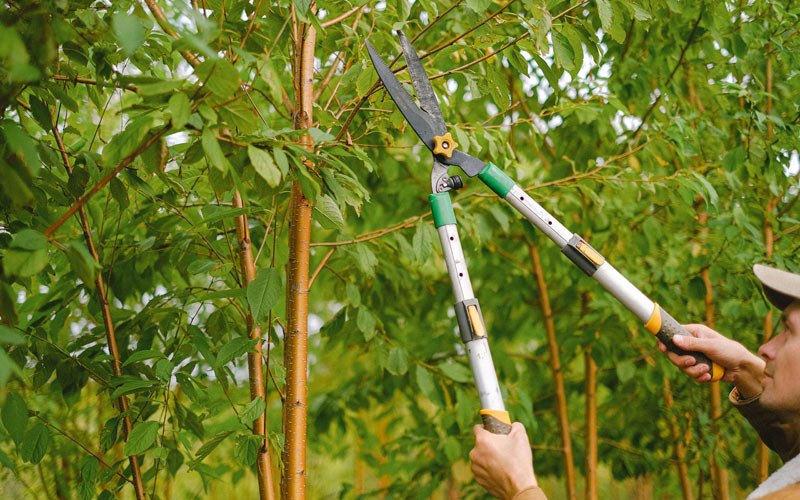 Tree trimming in Knierim, IA
