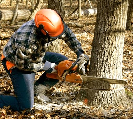 Tree Removal in Knierim, IA